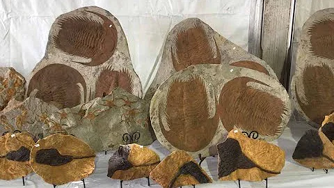 Morocco: A Fossil Collector’s Paradise?