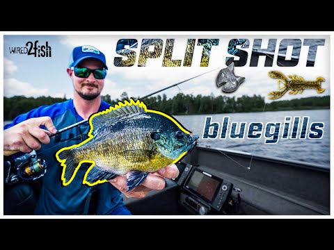 Видео: Работи ли powerbait за bluegill?