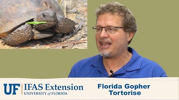 The Florida Gopher Tortoise