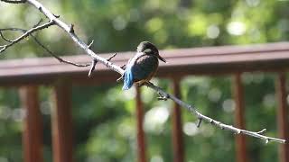 en 鳥船 川蝉 カワセミ幼鳥520 - YouTube