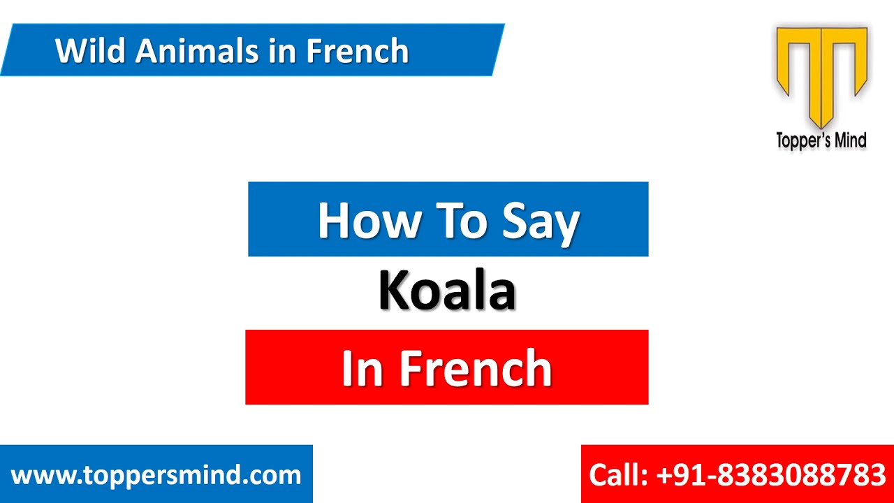 Koala In French - Youtube