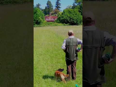 Video: Welsh Springer Spaniel