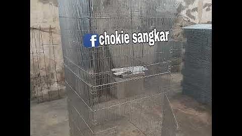 Model Kandang Box Burung