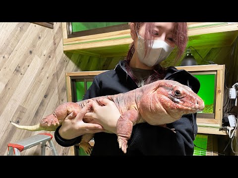 再生不可能と言われたトカゲの尻尾。あれから1年・・ - YouTube