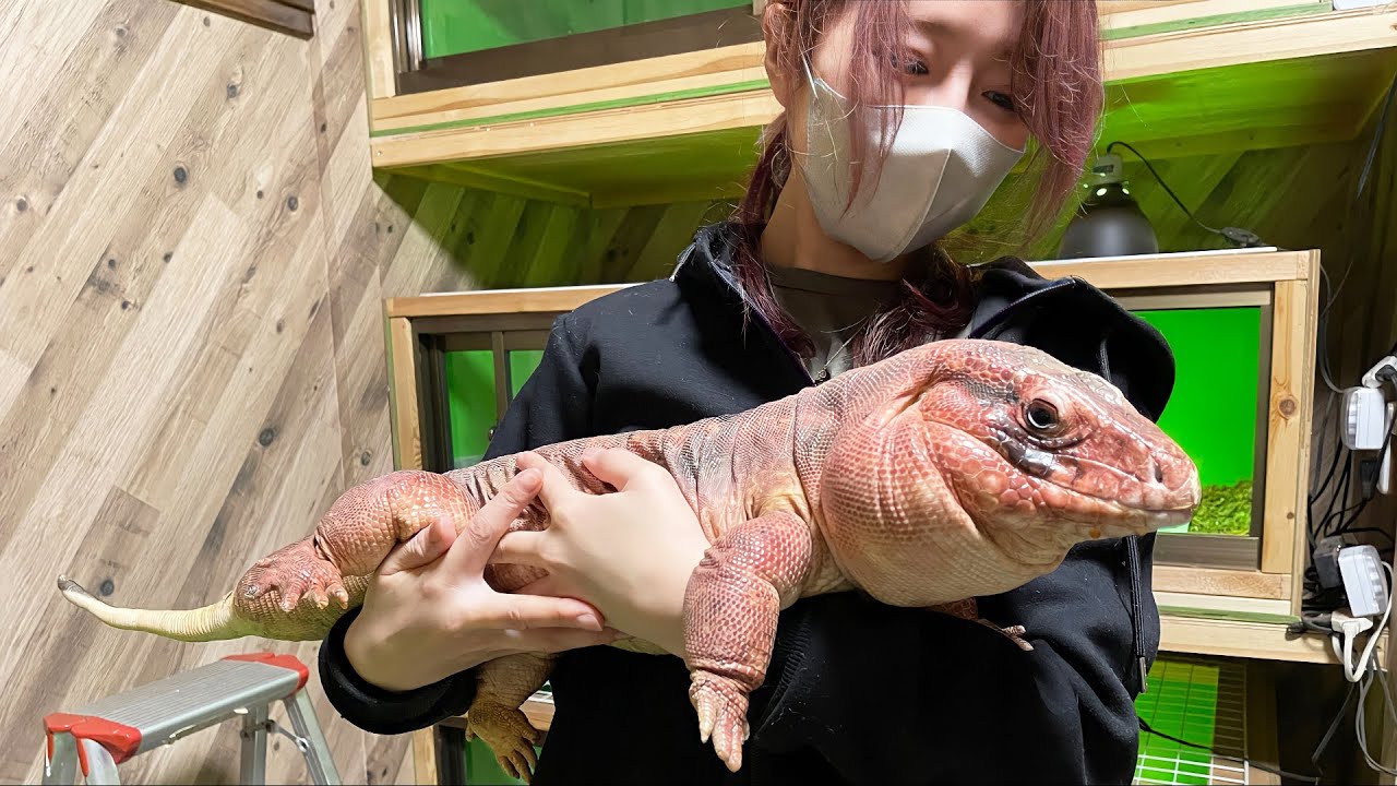 再生不可能と言われたトカゲの尻尾。あれから1年・・