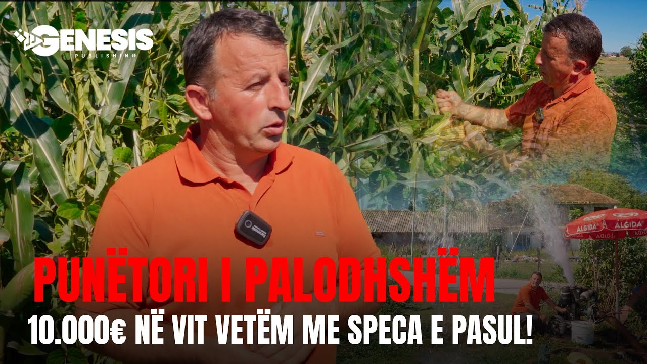 PUNËTORI I PALODHSHËM – Punë, djersë dhe bereqet: më shumë se 10.000€ në vit nga pasuli e specat