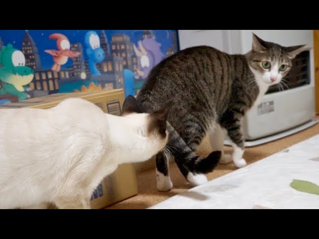 猫の後ろに「わらび」