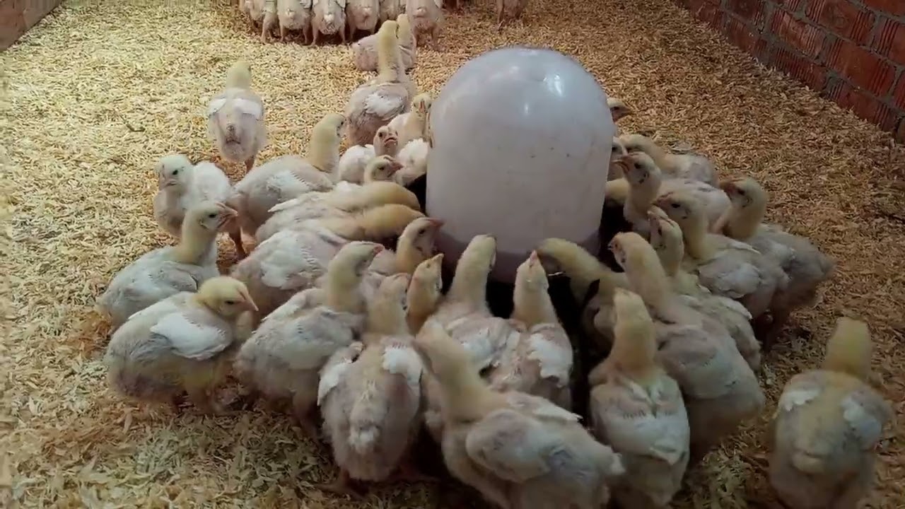 Выращивание белых цыплят зимой — День 12 — и как защитить цыплят от холода