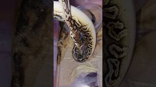 Lo que callamos los reptileros #snake #poop #viral #video #reptiles #