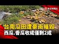 一夜全泡湯！台南豪雨瓜田慘淹  西瓜、香瓜收成剩不到2成｜#寰宇新聞 @globalnewstw