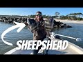 Try this bait for catching more sheepshead and save money