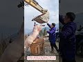 伝統の知恵が現代技術と融合！「殺年猪」の効率化革命！【農村生活】【DIY】