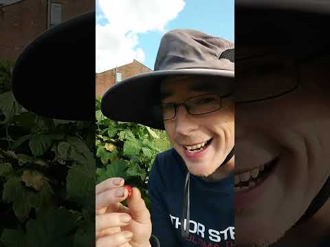 Honest Plant Review: Hararasp Raspberry Plant