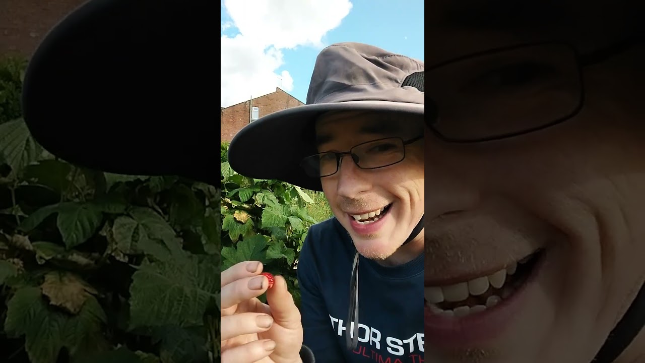 Honest Plant Review: Hararasp Raspberry Plant