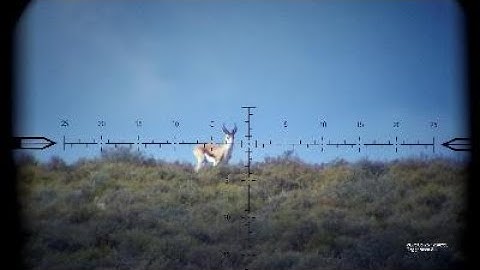 Springbok Voorsit 2025