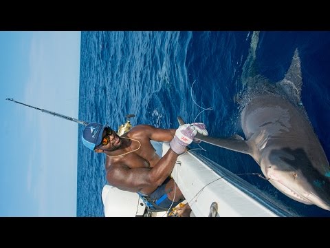 Shark Fishing with NFL Linebacker Sam Barrington - 4K Shark Fishing with NFL Linebacker Sam Barrington - 4K