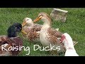 Raising Ducks for Eggs