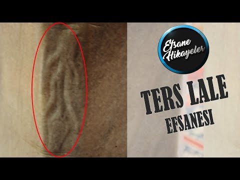 Selimiye camii Ters Lale efsanesi "Mimar Sinan'ın hayatı 2"