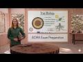 Tree Biology for Arborists Understand How Trees Grow#arborist #treebiology #bcma #arboriculture