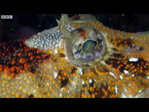 Dive into Argentinian