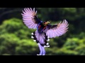 Amazing,Beautiful Birds