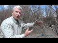 How to prune apple vs peach trees