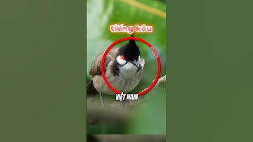 5 TIẾNG KÊU CỦA LOÀI CHIM BÍ ẨN NHẤT VIỆT NAM | 😨 #fact #amazingfacts #thaukinhdongvat