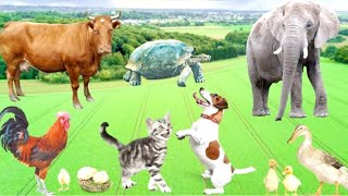 Cute little animals - Dog, cat, chicken, elephant, cow, tortoise - Animal sounds