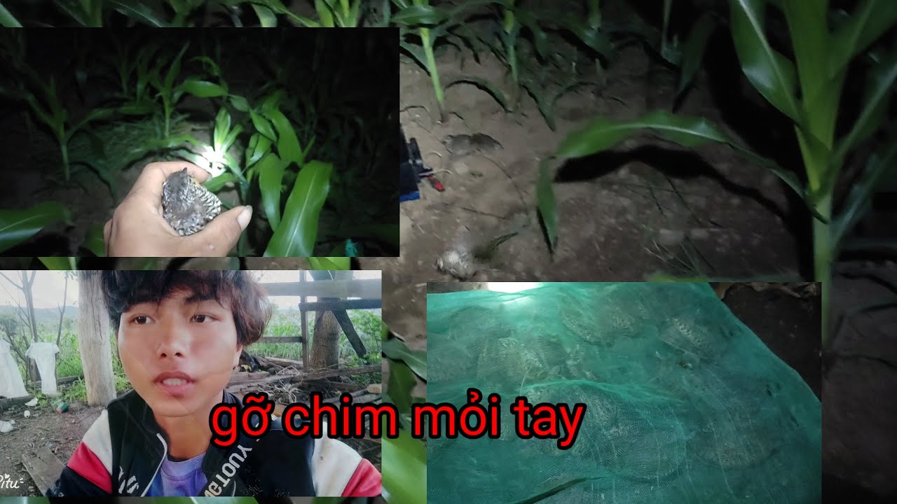 Đi bẫy chim cút đêm gỡ mọi tay