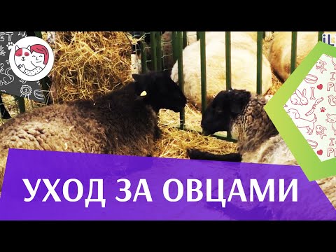 Видео: Как ухаживать за овцами в качестве домашних животных