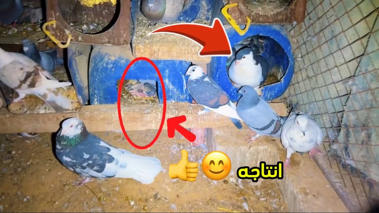 شوفو انتاج الشيرازي مع الزاجل كيف طلعت الالوان 😅