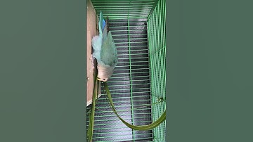 Monk Parakeet in Nest Building (Amazing Nesting for Monk Parrot)#cute allpets#shorts#short