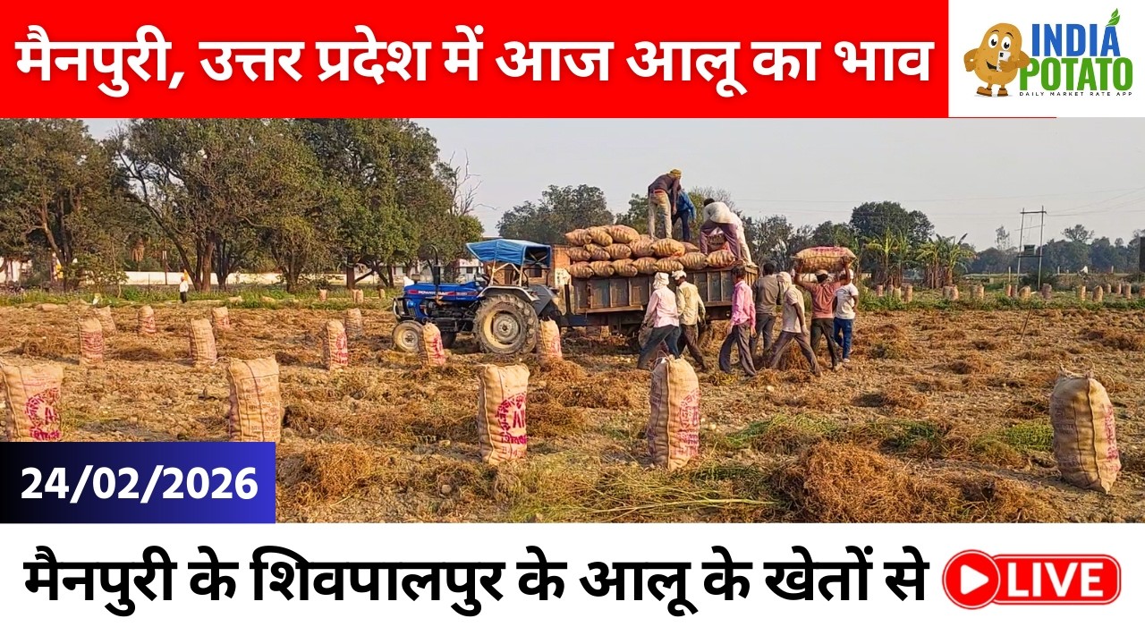 24/02/2026 : शिवपालपुर, उत्तर प्रदेश में आज आलू का भाव | Today's Potato Price in UP - India Potato