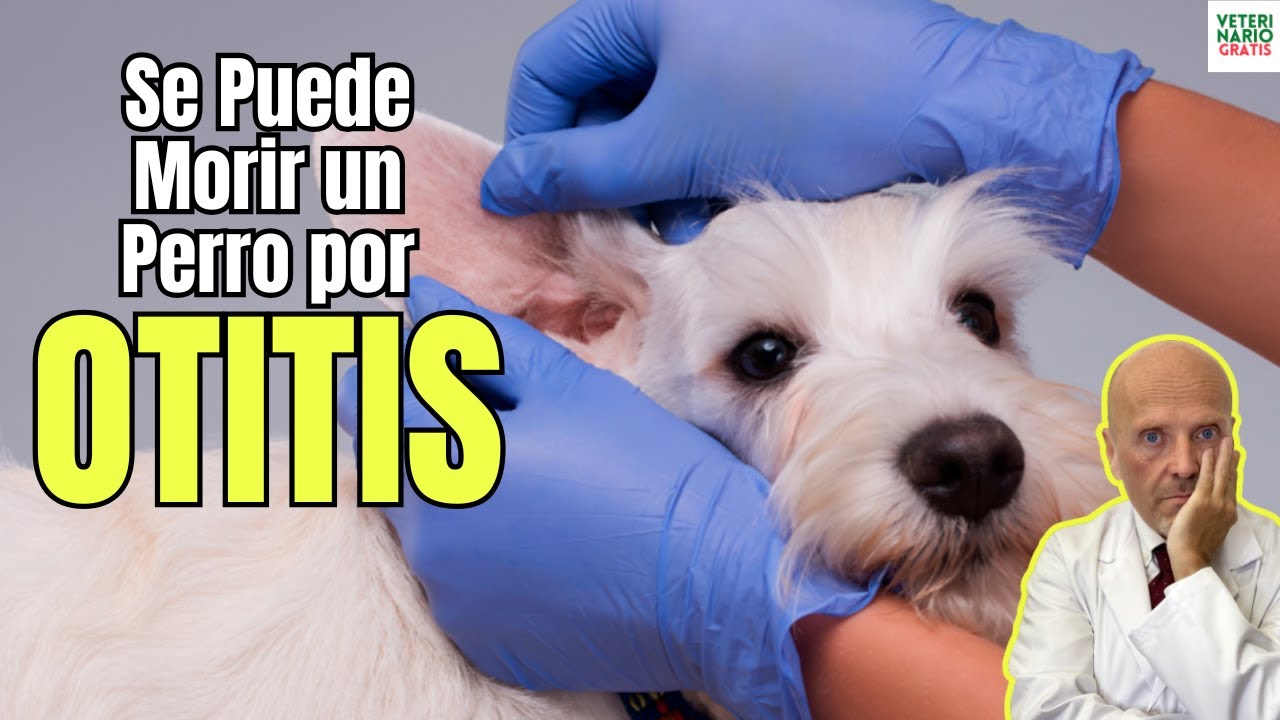 🐶🦻 ¿SE PUEDE MORIR UN PERRO POR OTITIS? ⚠️💀 ¡LA RESPUESTA TE SORPRENDERÁ!