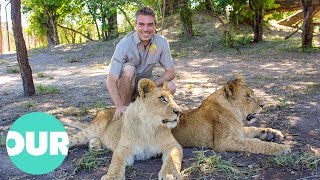 Download Lagu Lion Country: Lions Trained to Rule African Plains | Our World MP3 Download Lagu Lion Country: Lions Trained to Rule African Plains | Our World MP3