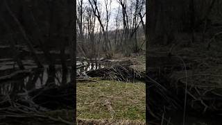 Обзор на бобровую плотину #бобры #плотина #поход #выживание