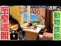 【逃脫】真人密室逃脫:動物旅館篇[NyoNyoTV妞妞TV]