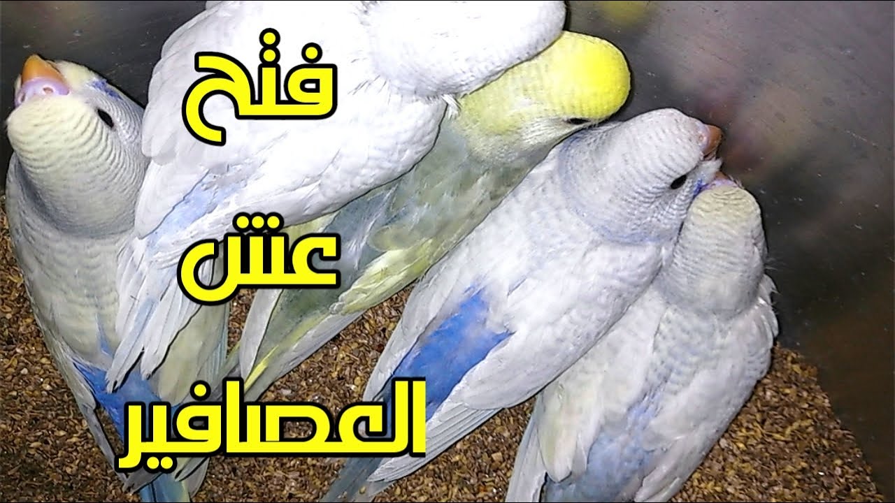 فتح عش العصافير البادجي التركيبات والرينبو وهنشوف اجمل الوان الزغاليل