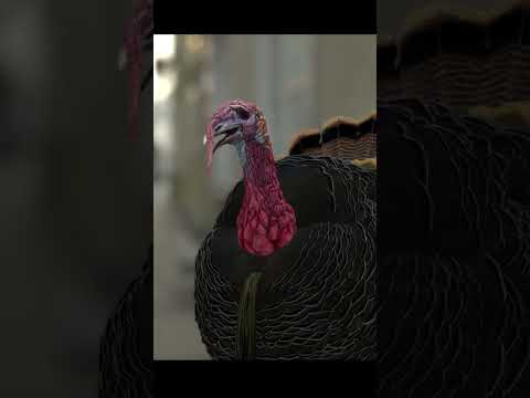 #shorts 七面鳥からThanks giving Day（感謝祭）のお知らせ #冷凍の七面鳥を大量の油に直接投げ入れるのはやめよう