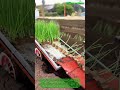 How to Plant Onions in One Day :Revolutionary Chinese Farming High-Speed Paper Chain Transplanting