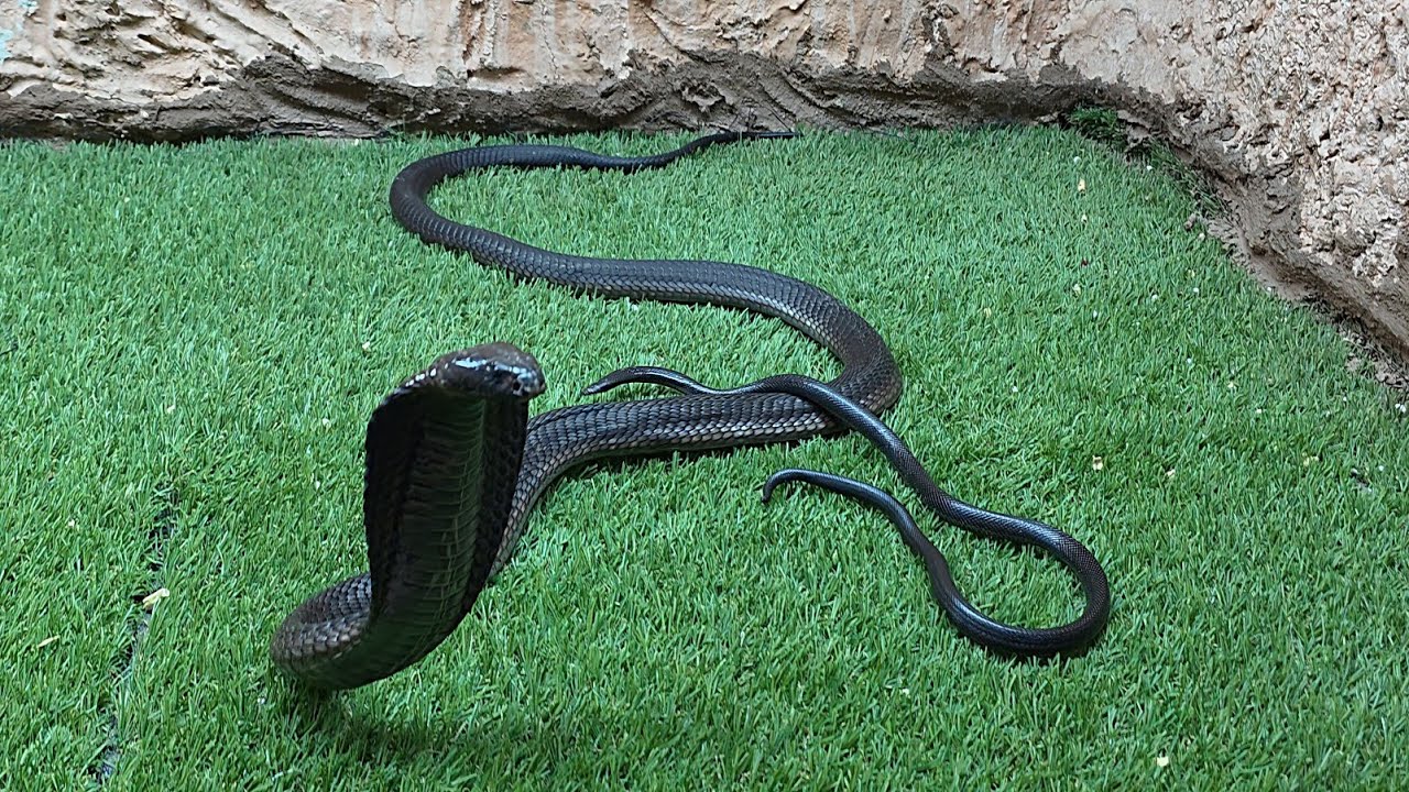 الكوبرا المصرية تعرضت للدغ من الأسود الخبيث والنتيجة مفاجأة مع احمد الدكرونى