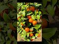 Fresh oranges and enjoy gardening at home #orange #garden #happy