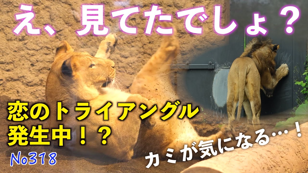 しばライオンページ No318 ライオンの恋、進展中？イトのアピール vs パーチェのカリカリ