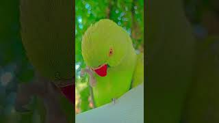 tum kon ho #parrot #talkingparot #funnyanimal #nonstoptalkingparrot #funnybird #funny #funnyparrot