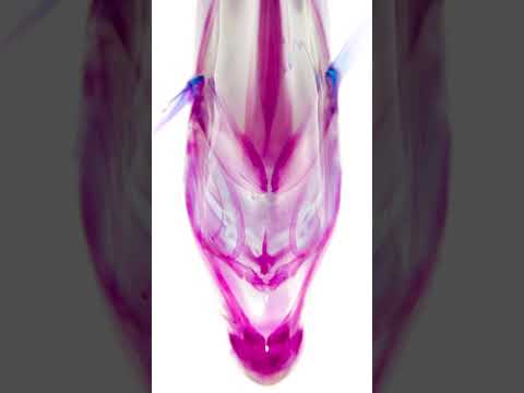 【透明標本】カワハギ