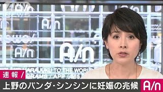 上野動物園のパンダに妊娠の兆候　2月に4年ぶり交尾(17/05/18)