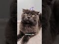 БРАТАН, это видео для ТЕБЯ!😎@lylynolintaro #cat #кошка #котик #кот #котэ