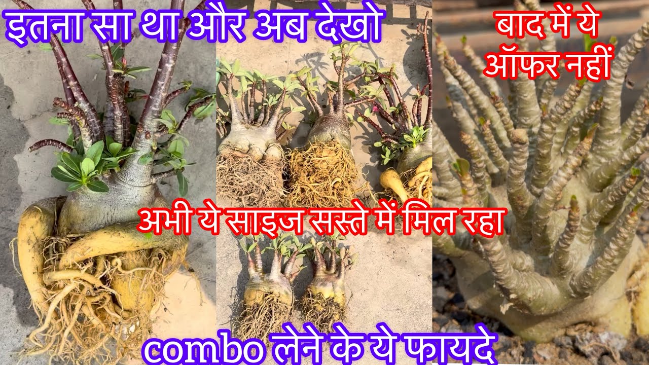 अभी जो ऑफ़र है ये दस दिन में नहीं मिलेगा,spring season combo offer एक साल में ऐसा हो जाएगा guarantee