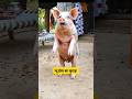 नया साल का जुगाड़ 😂🐖 #thetharpuns #funnymunna #funny #newyear #pig