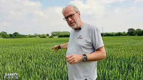 Crops want some rain & I look to swap growing OSR for getting paid to leave fields uncropped